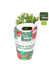 Vaccinium vitis-idea Fireballs Bio P14