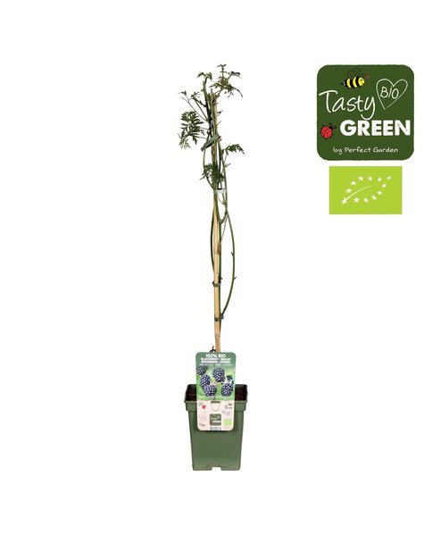 Rubus fruticosus Bezkolcowy Zimozielony Bio P23