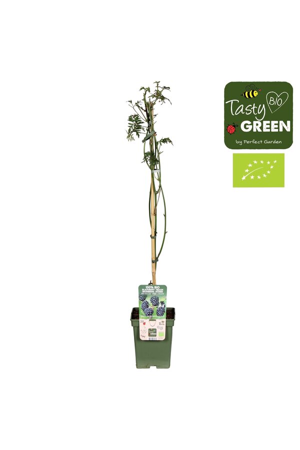 Rubus fruticosus Bezkolcowy Zimozielony Bio P23