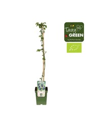 Rubus fruticosus Bezkolcowy Zimozielony Bio P23