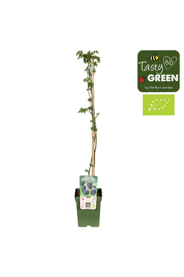 Rubus fruticosus Bezkolcowy Zimozielony Bio P23