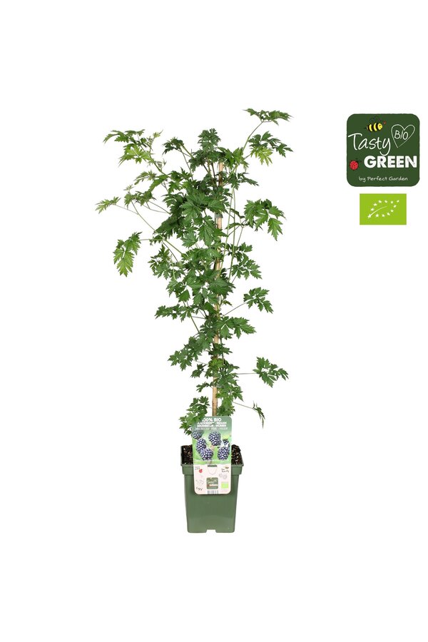 Rubus fruticosus Bezkolcowy Zimozielony Bio P23