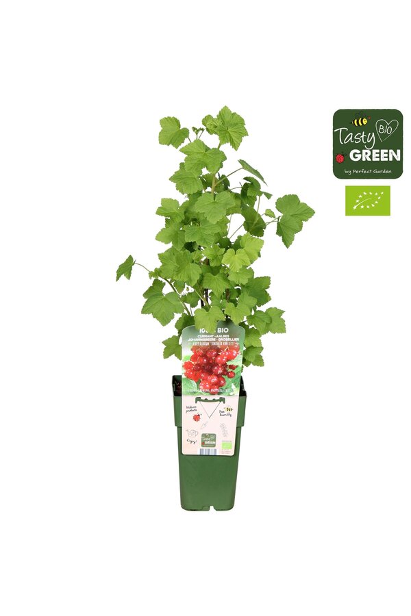 Ribes rubrum Jonkheer van Tets Bio P15