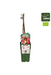 Rubus idaeus Malling Promise Bio P15