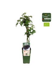 Rubus fruticosus Bezkolcowy Zimozielony Bio P15