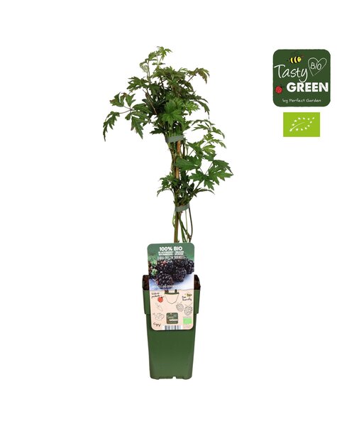 Rubus fruticosus Bezkolcowy Zimozielony Bio P15