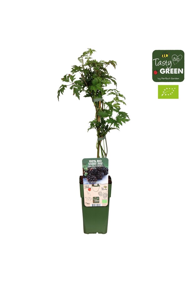 Rubus fruticosus Bezkolcowy Zimozielony Bio P15