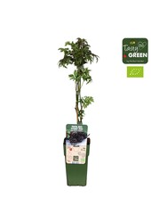 Rubus fruticosus Bezkolcowy Zimozielony Bio P15