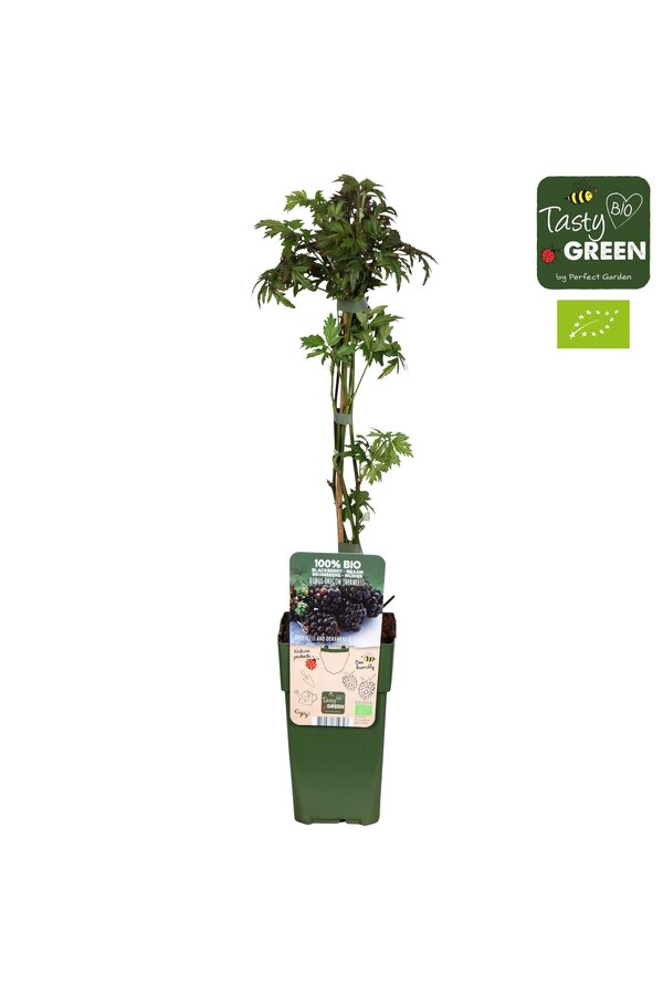 Rubus fruticosus Bezkolcowy Zimozielony Bio P15