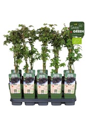 Rubus fruticosus Bezkolcowy Zimozielony Bio P15