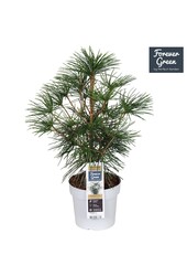 Sciadopitys verticillata P19