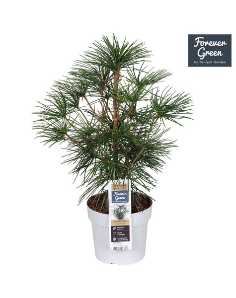 Sciadopitys verticillata P19