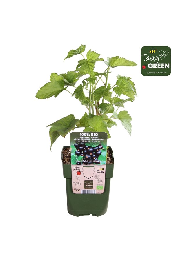 Ribes nigrum Titania Bio P13