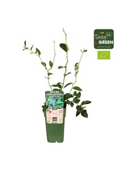 Vaccinium corymbosum Reka Bio P15