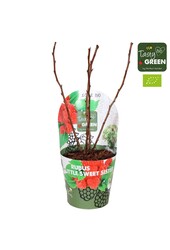 Rubus Low.® Little Sweet Sister® Bio P14