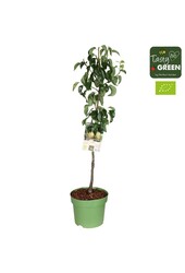 Pyrus communis Conference Bio P27 niskopienne
