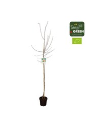 Malus domestica Elstar Bio P27 półpień