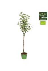 Malus domestica Elstar Bio P27 półpień
