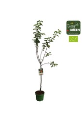 Malus domestica Elstar Bio P27 półpień