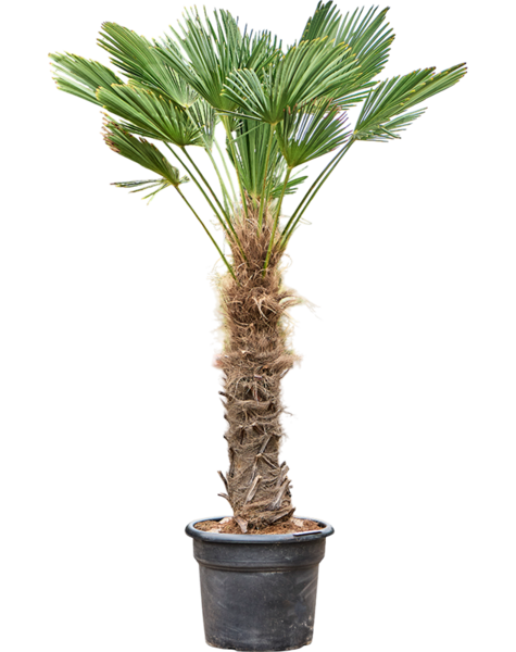 Trachycarpus