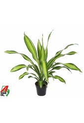 Dracena Charley sadzonka wierzchołkowa P21