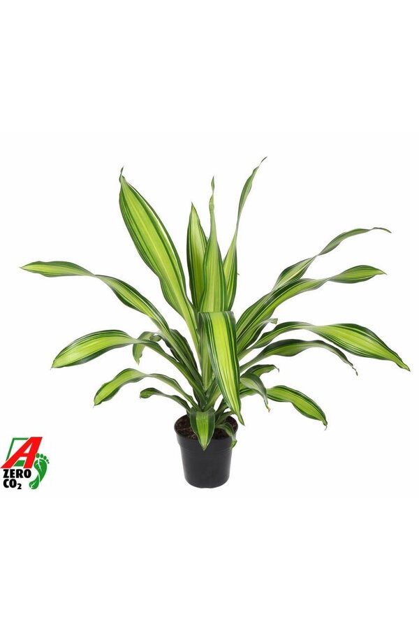 Dracena Charley sadzonka wierzchołkowa P21