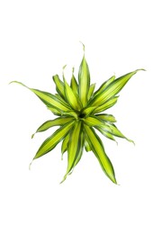 Dracena Charley sadzonka wierzchołkowa P21