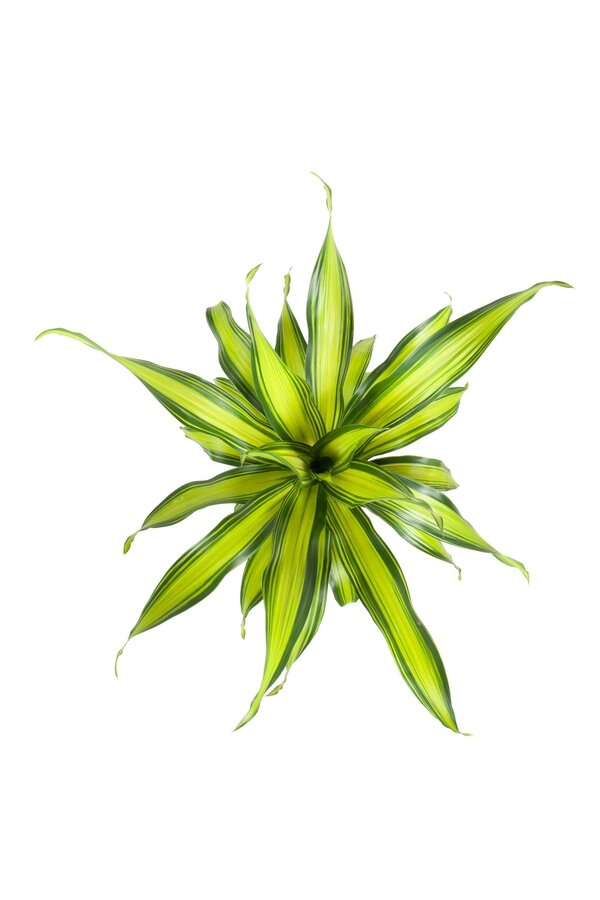 Dracena Charley sadzonka wierzchołkowa P21