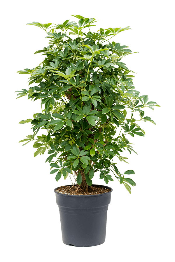 Schefflera Arboricola Compacta - WYPRZEDAŻ