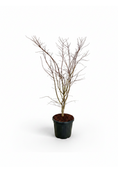Acer Arctic Jade ®