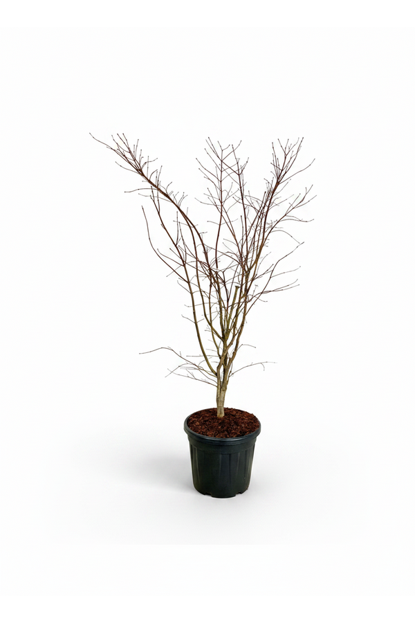 Acer Arctic Jade ®