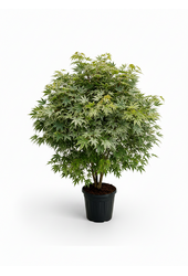 Acer Arctic Jade ®