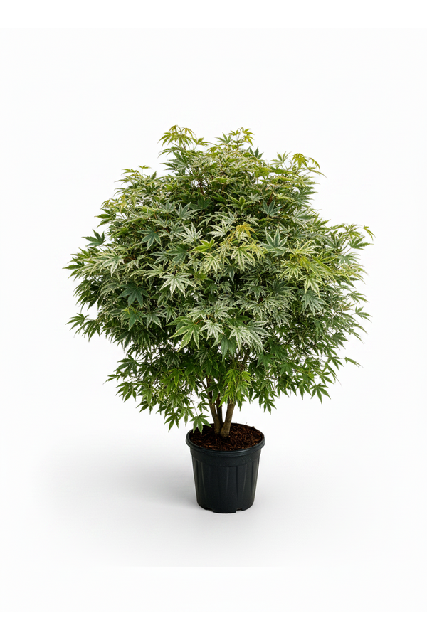 Acer Arctic Jade ®