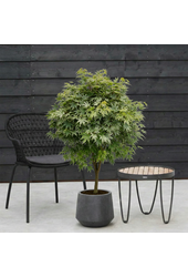 Acer Arctic Jade ®