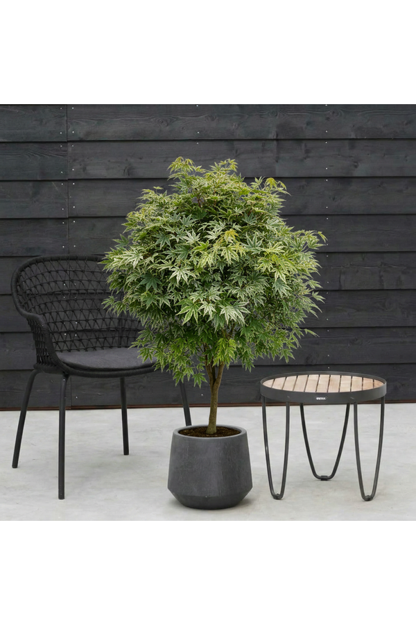 Acer Arctic Jade ®
