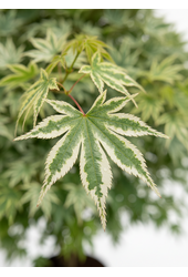 Acer Arctic Jade ®