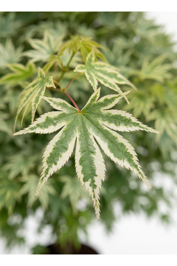 Acer Arctic Jade ®
