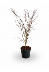 Acer Arctic Jade ®