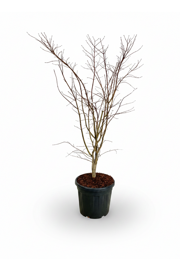 Acer Arctic Jade ®