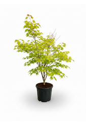 Acer Arctic Jade ®