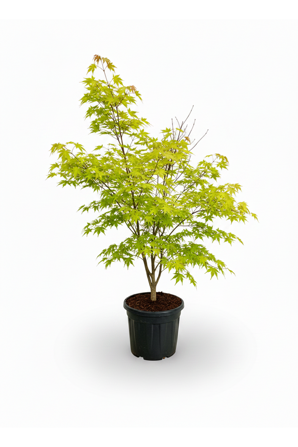 Acer Arctic Jade ®