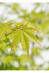 Acer Arctic Jade ®