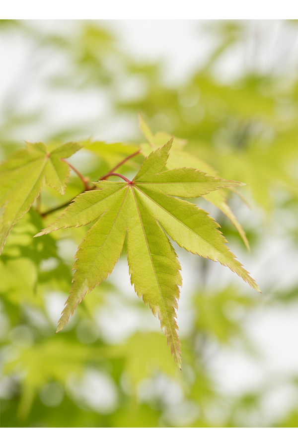 Acer Arctic Jade ®