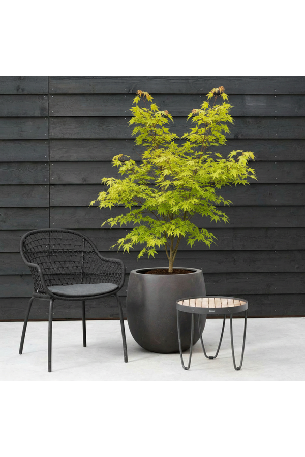 Acer Arctic Jade ®