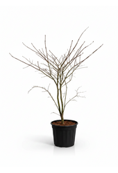 Acer Arctic Jade ®