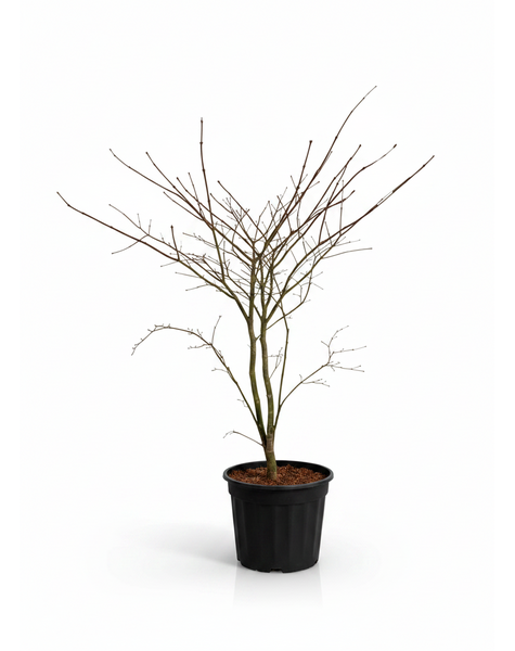 Acer Arctic Jade ®