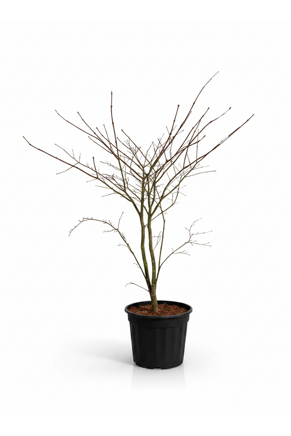 Acer Arctic Jade ®