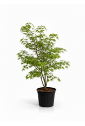Acer Arctic Jade ®