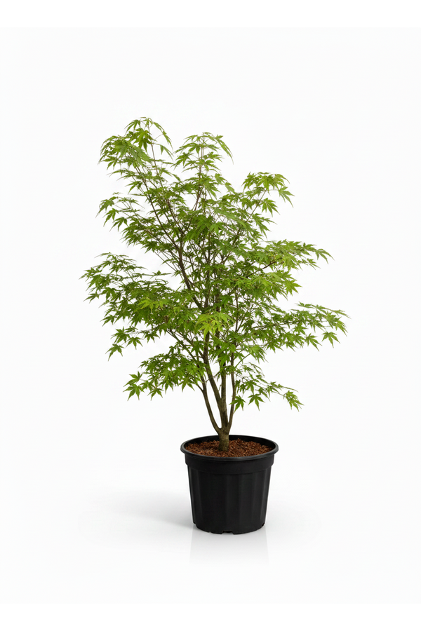 Acer Arctic Jade ®