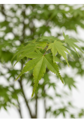 Acer Arctic Jade ®